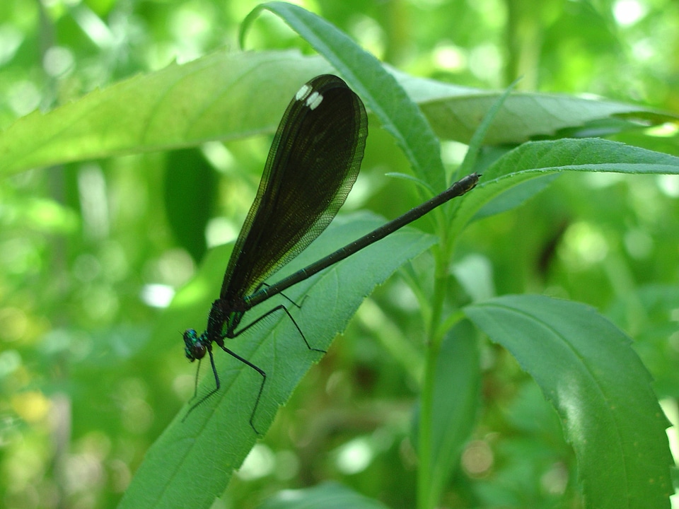 Ebony jewelwing at Neal Smith National Wildlife Refuge
