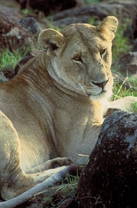 African Lion-2 photo