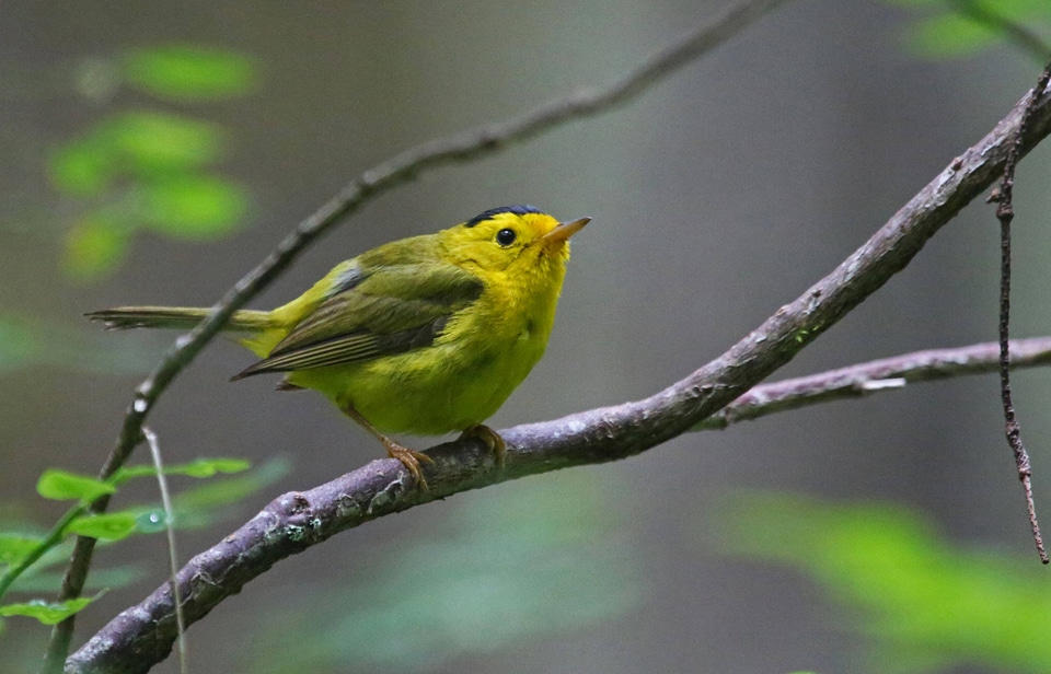 Wilson's Warbler-3