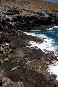 Hawaiian monk seal-1
