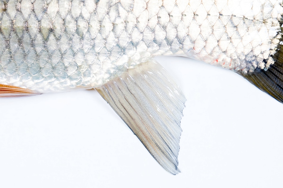 Grass Carp anal fin