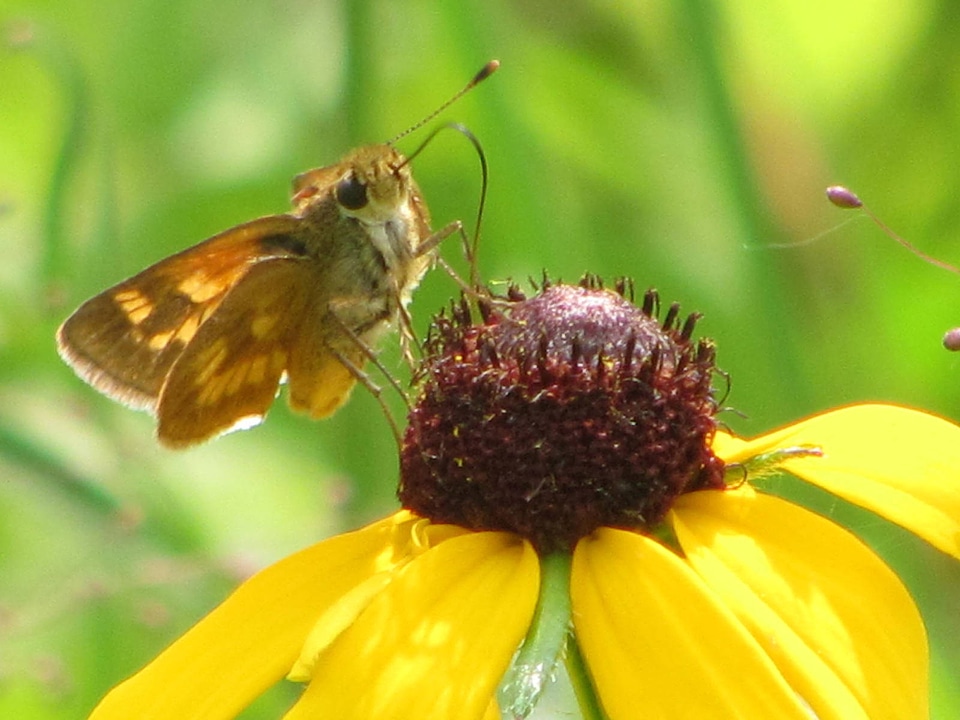 Long dash skipper-2