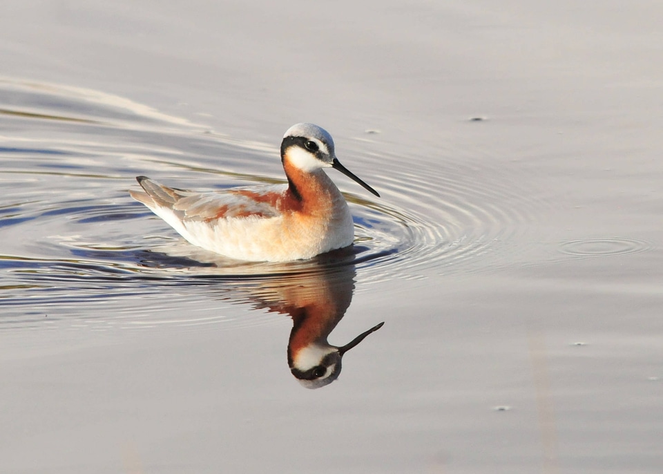 Wilson's Phalarope