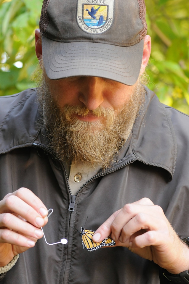 USFWS biologist tags a Monarch butterfly