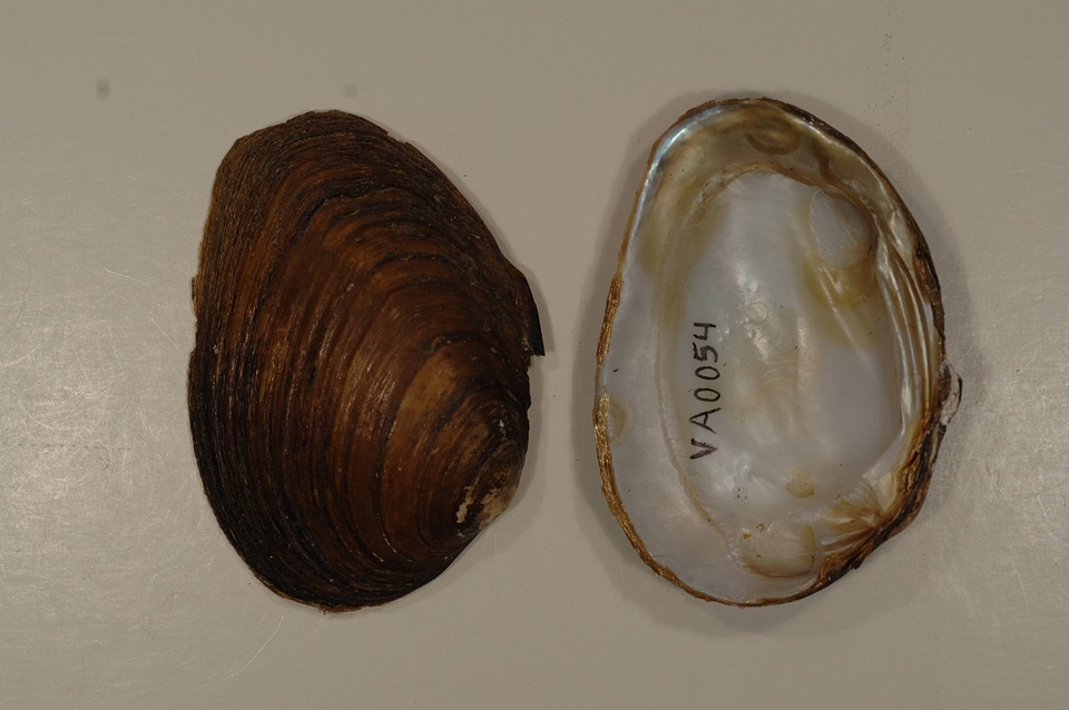 Pleuronaia barnesiana-2
