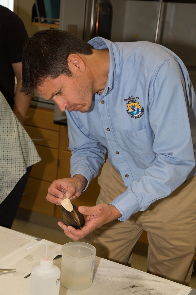 Biologists learn how to grow freshwater mussels-1