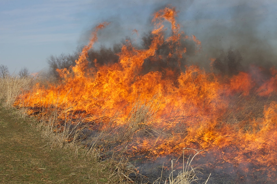 Burning field-2
