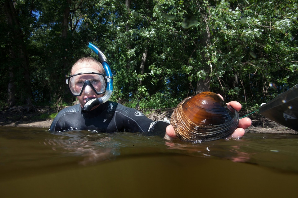 Diver with close-up of freshwater mussel