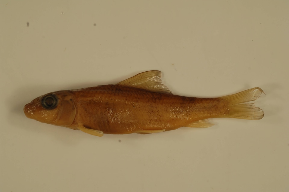 Moxostoma erythrurum-6