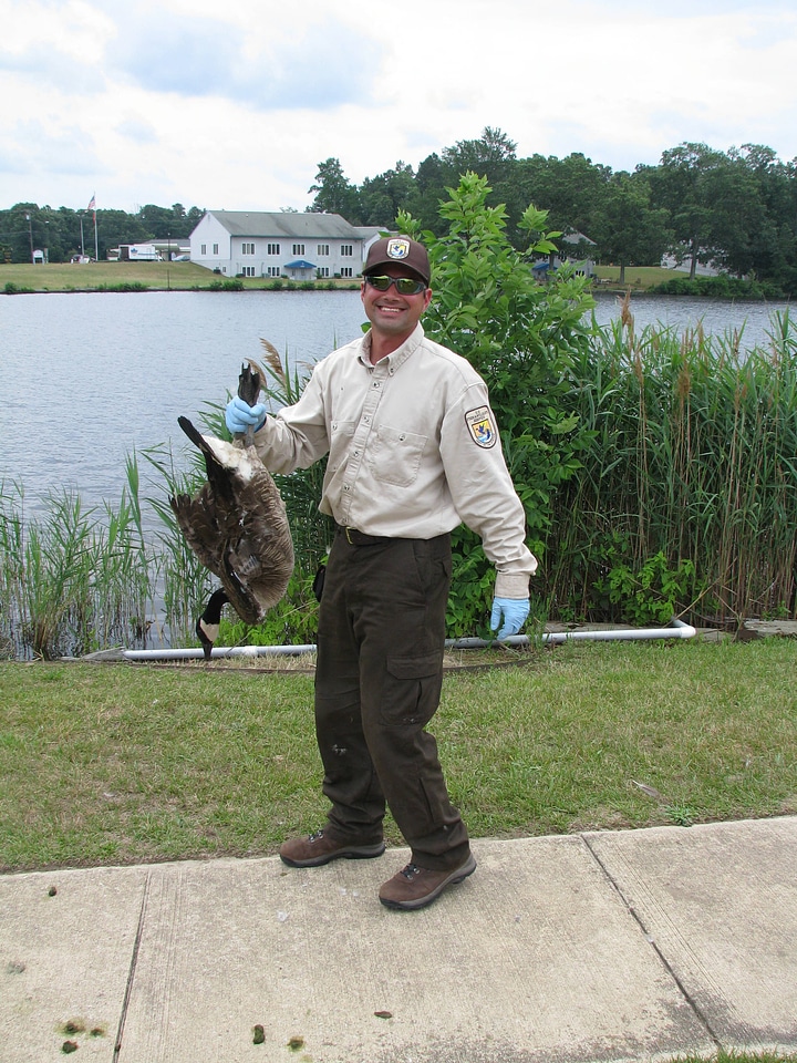 Forsythe employee Canada Goose banding
