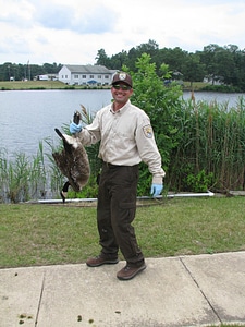 Forsythe employee Canada Goose banding