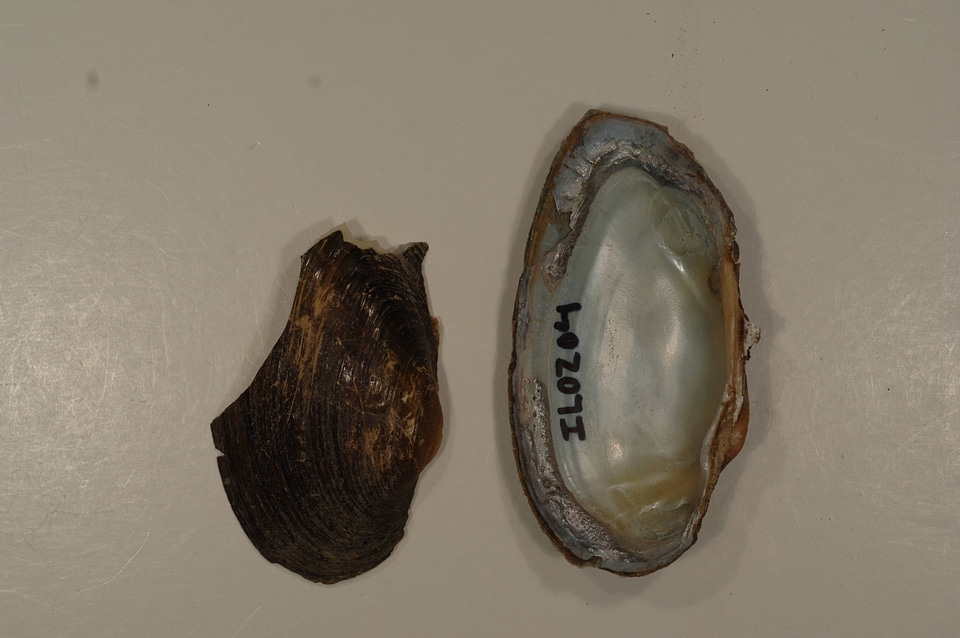 Strophitus undulatus-1