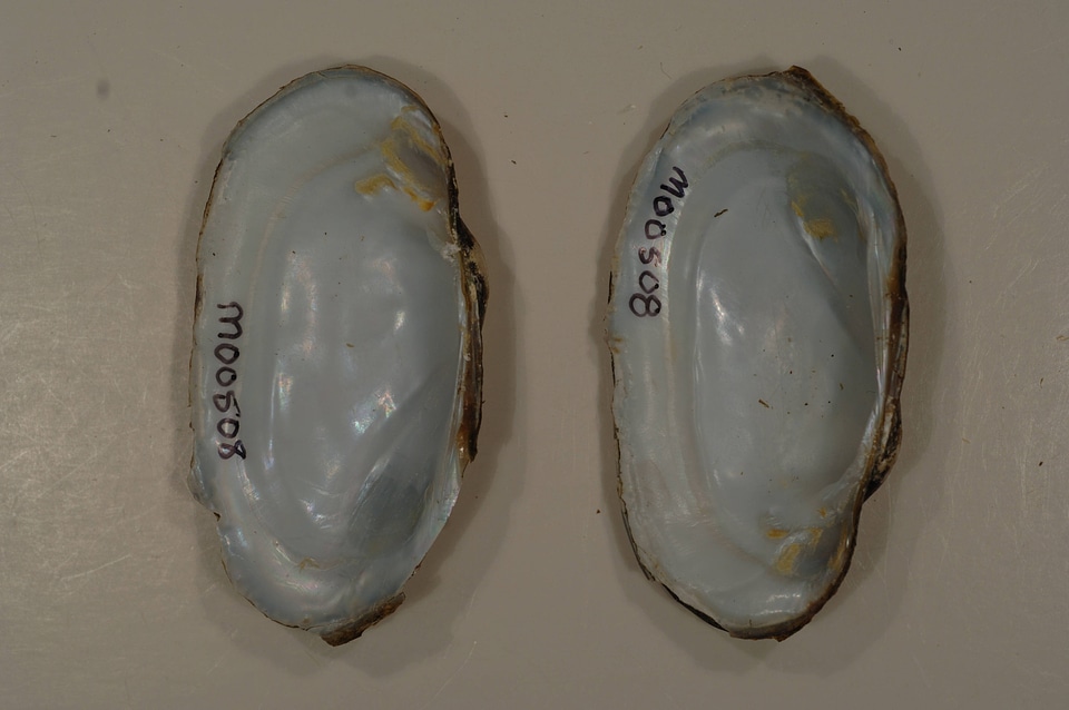 Lampsilis siliquoidea-4