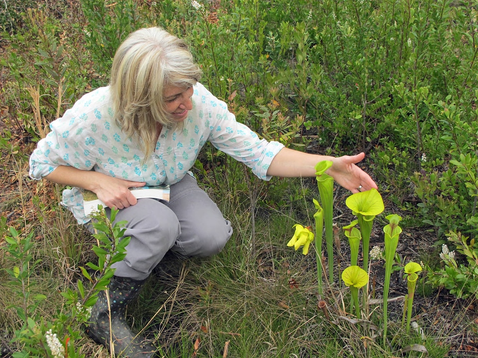 Seepage slope restoration project plant identification