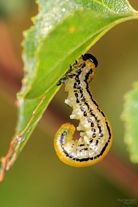 Caterpillar macro nature photo