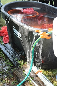 Freshwater mussels being held in a large holding tank