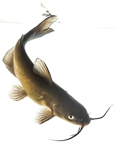 Channel catfish-1 photo