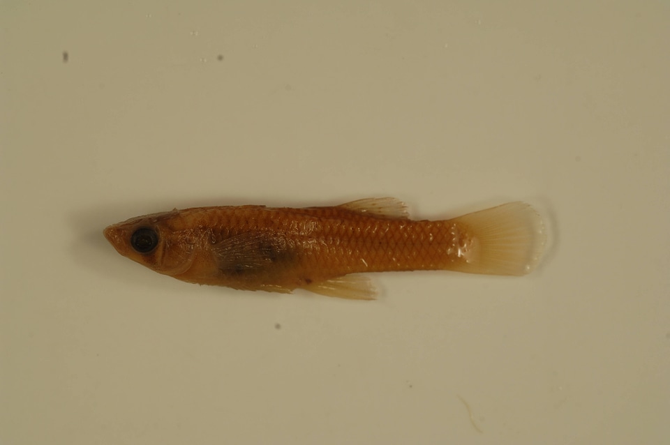 Gambusia affinis-1