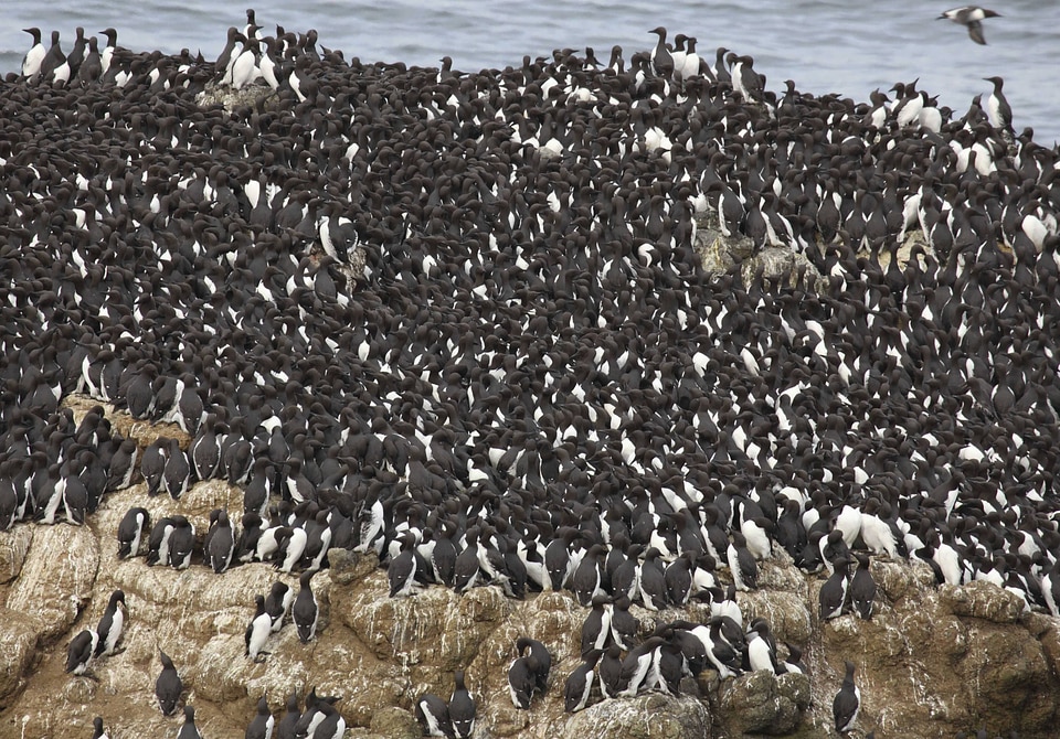 Common Murre colony