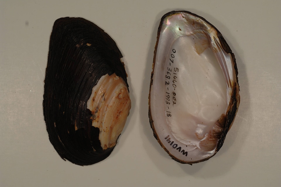 Elliptio crassidens