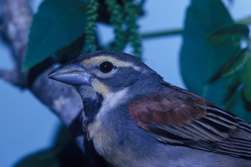 Dickcissel