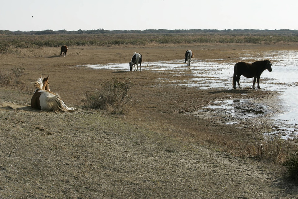 Herd of wild horses in their natural habitat