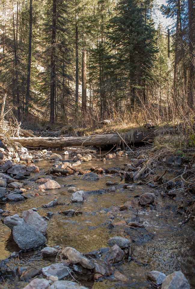 Mineral Creek in Gila National Forest-1
