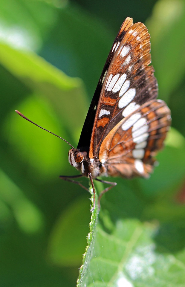 Lorquin's admiral 