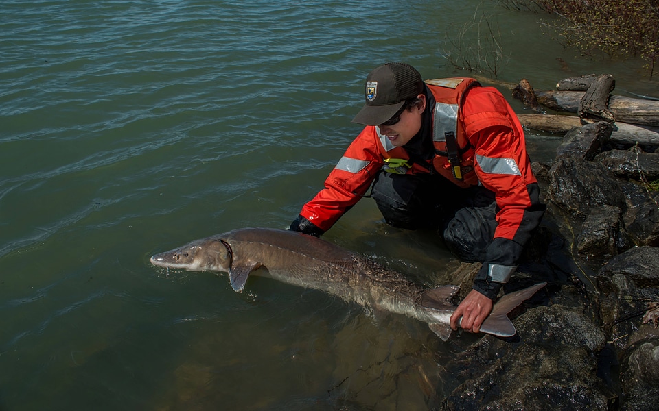 USFWS Fisheries workers releasing lake sturgeon-1