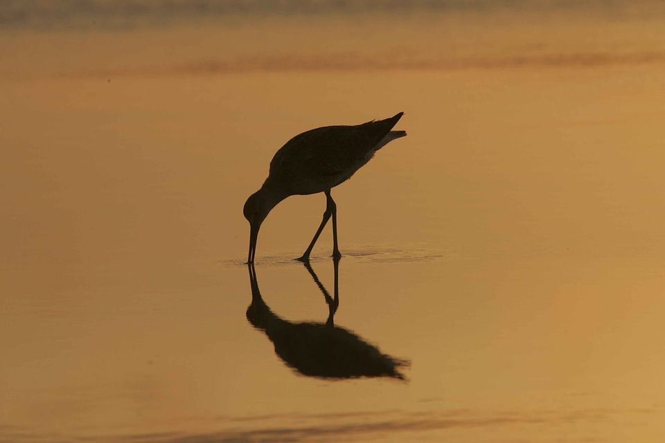 Feeding silhouette sandpiper