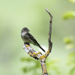 Eastern wood pewee