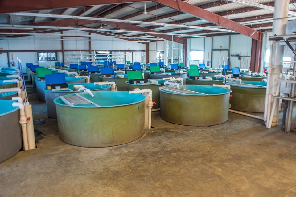 Recirculating tanks-1