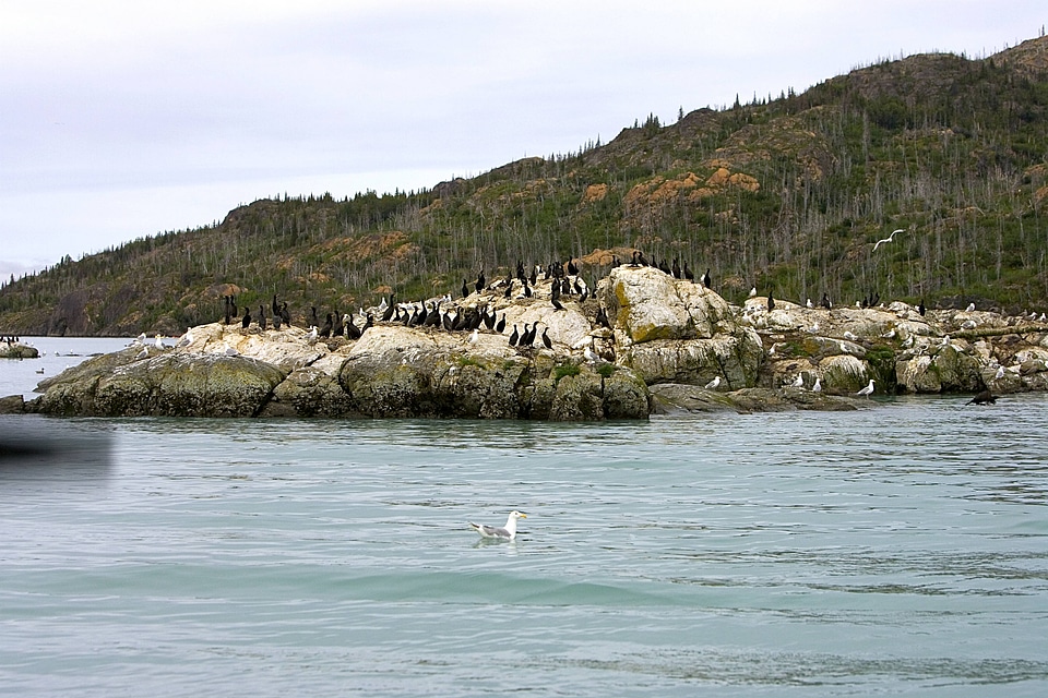 Cormorants and other shorebirds basking in the sun