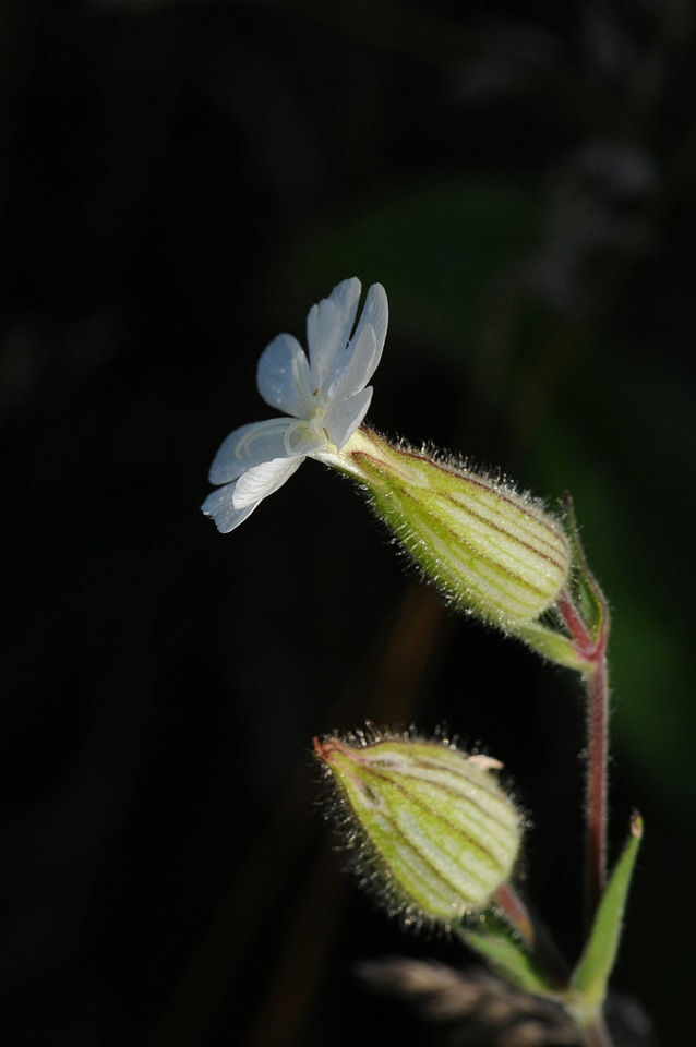 White Campion-3