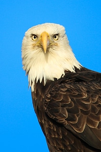 Bald eagle-1 photo