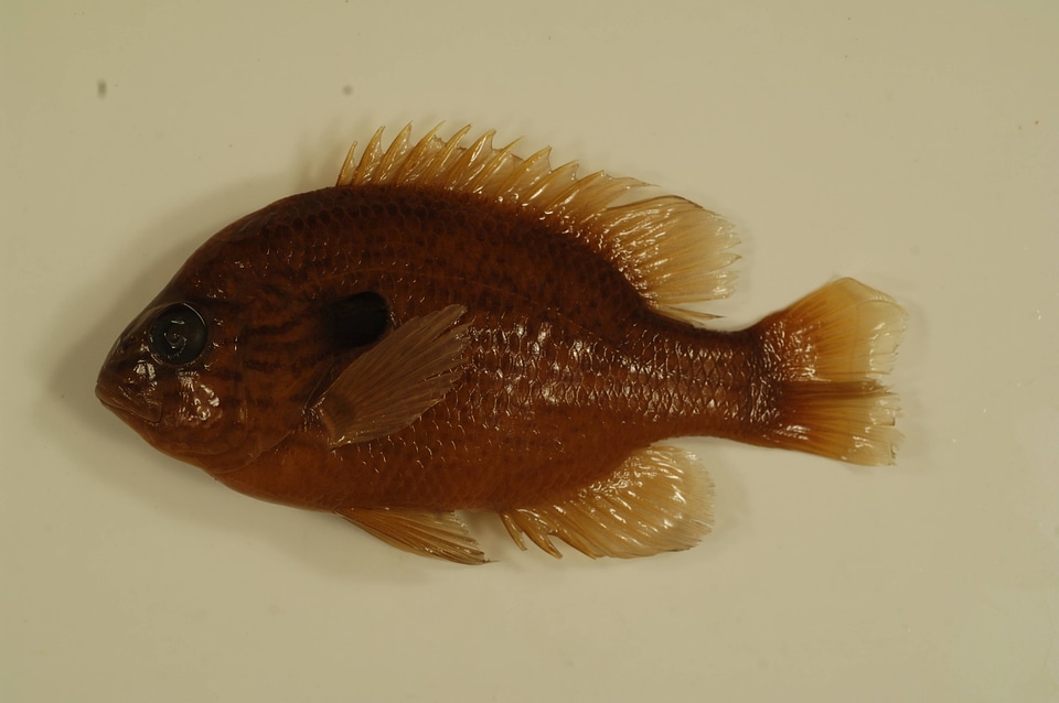 Lepomis megalotis-2