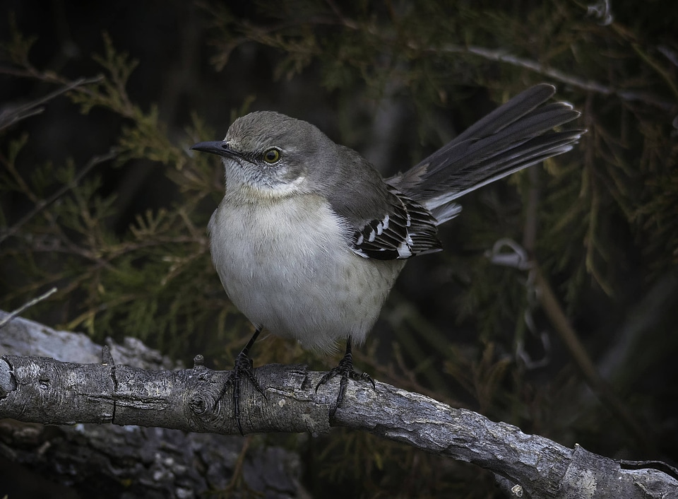Northern Mockingbird