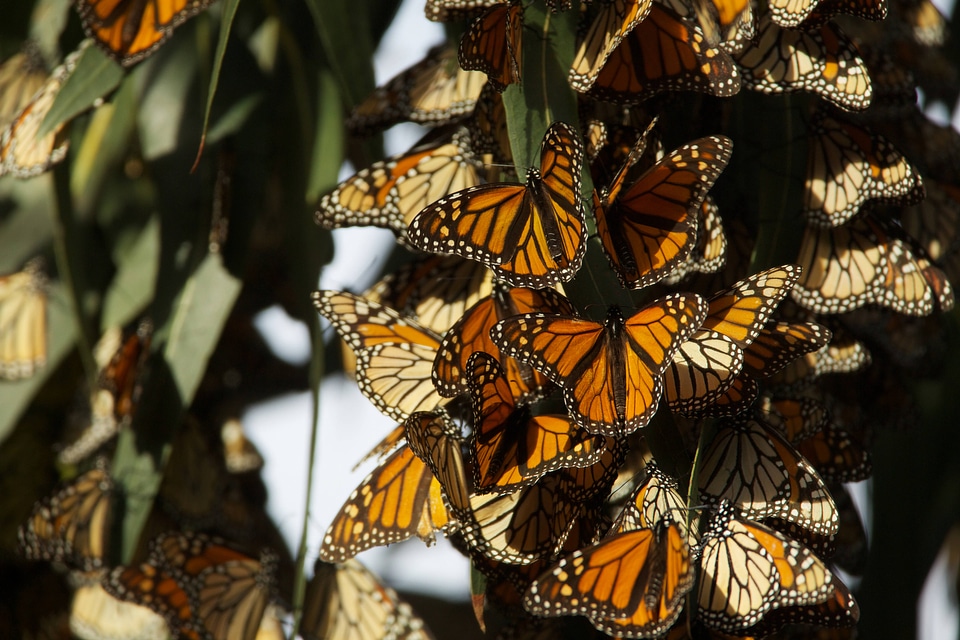 Monarch butterflies-1