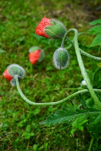 Red shoots poppy buds photo