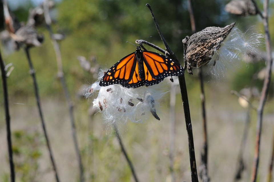 Monarch butterfly rests on milkweed pod-2