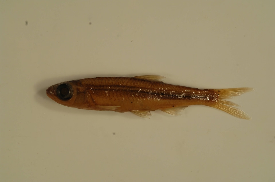 Notropis ariommus-1