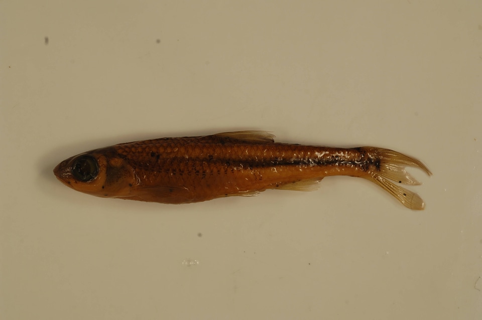 Notropis scabriceps-2