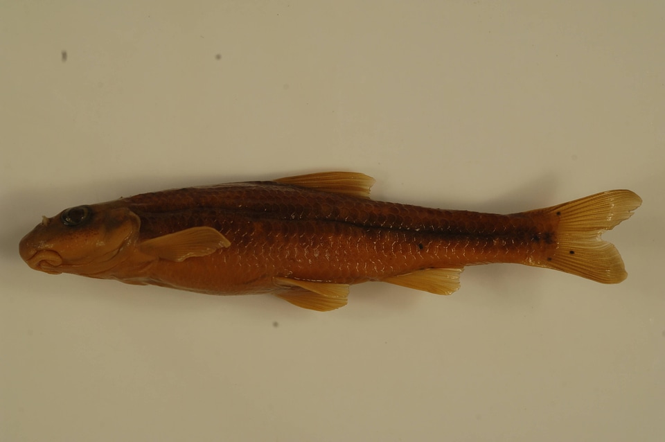 Phenacobius teretulus-1