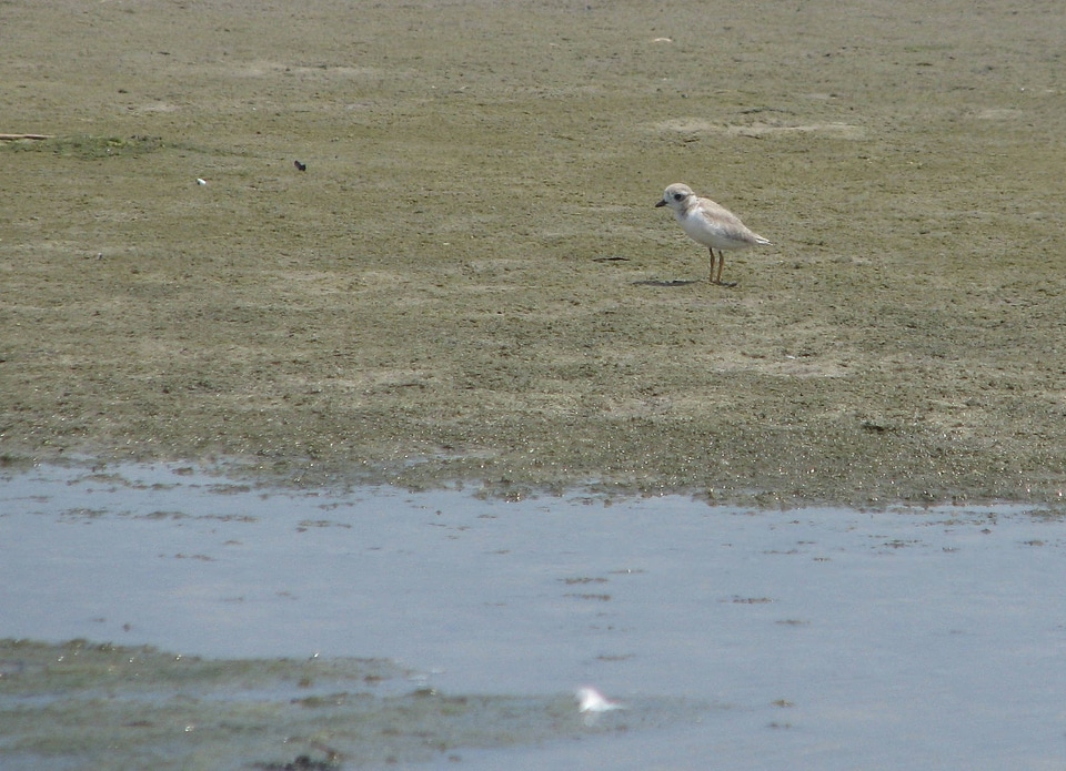 Piping plover chick-3