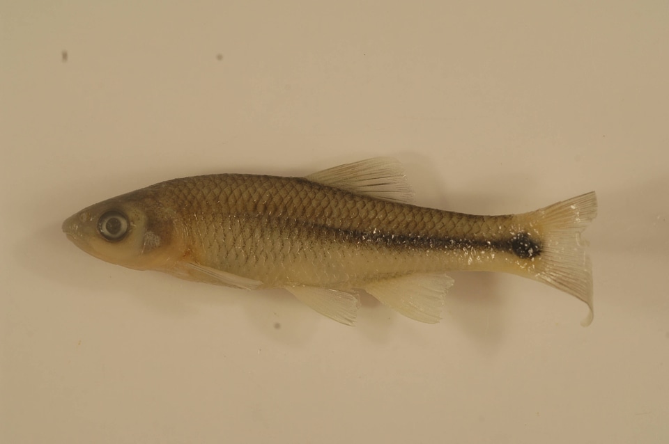 Cyprinella proserpina