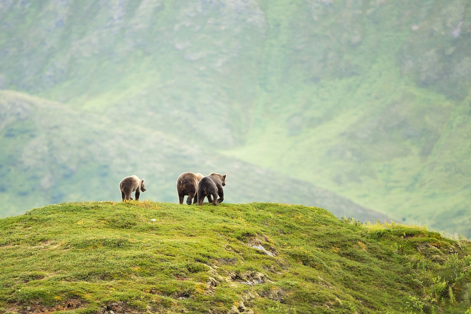 Scenic of Kodiak brown bears-1