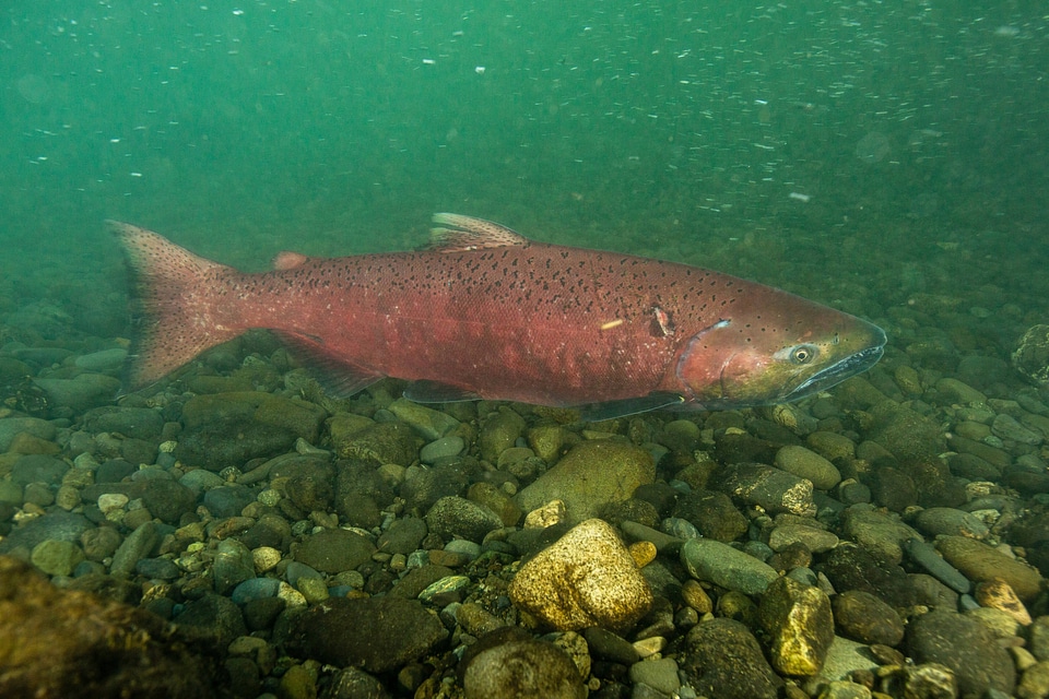 Chinook salmon migrating-1