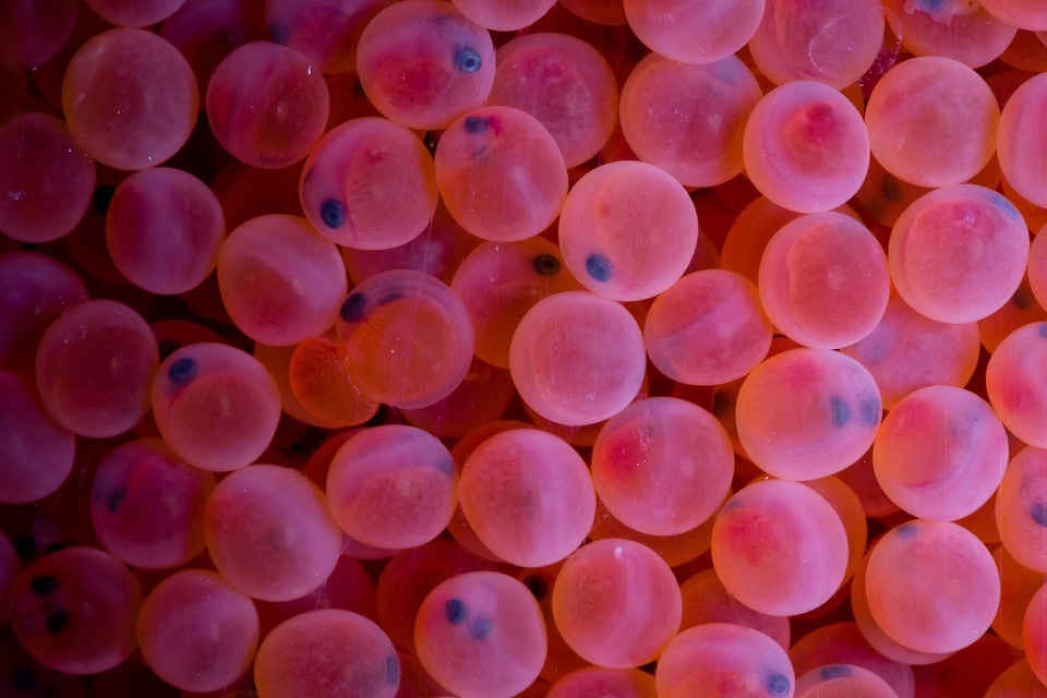 Rainbow trout eggs-2