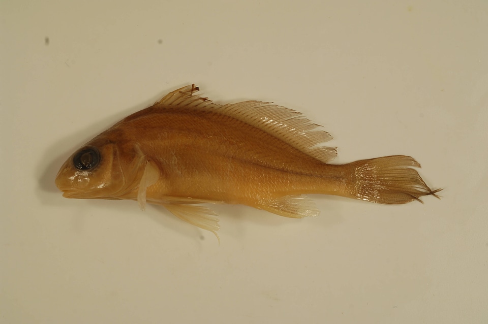 Aplodinotus grunniens-11