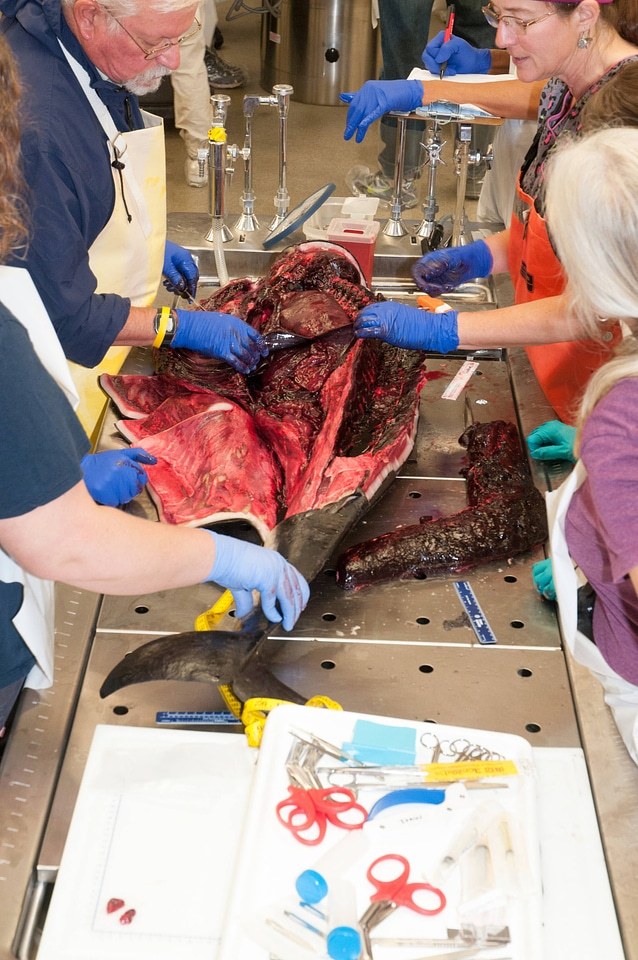 Marine Mammal Stranding Course at NCTC-12